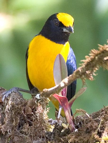 Euphonia xanthogaster