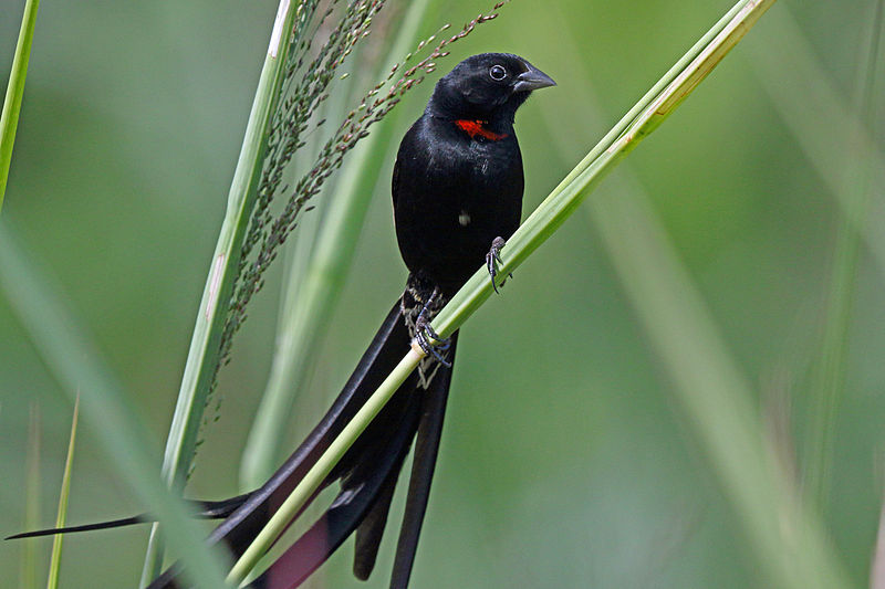 Euplectes ardens