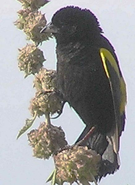 Euplectes capensis