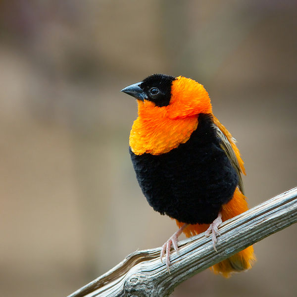 Euplectes franciscanus