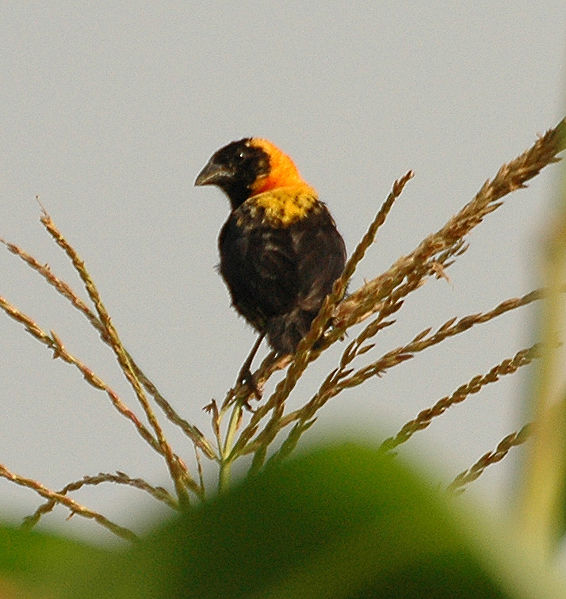 Euplectes gierowii