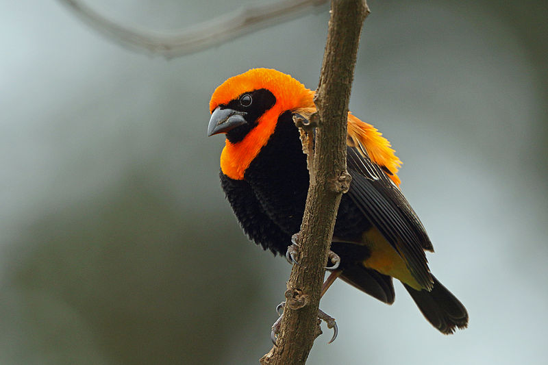 Euplectes hordeaceus