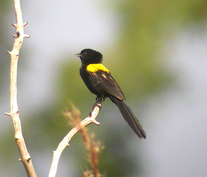 Euplectes macroura