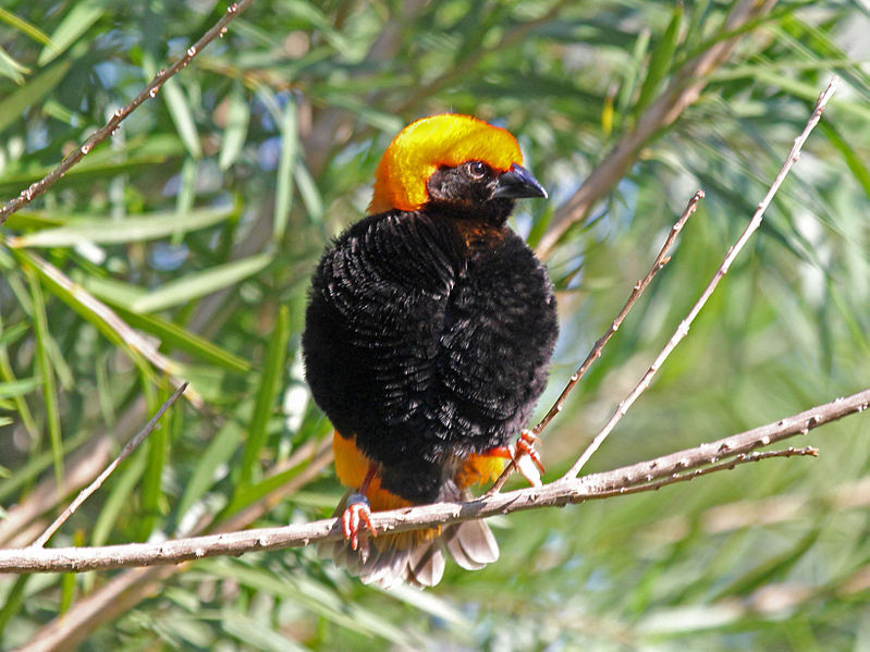 Euplectes nigroventris