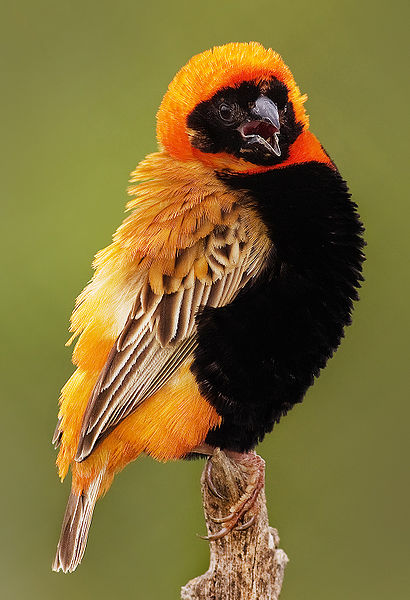 Euplectes orix