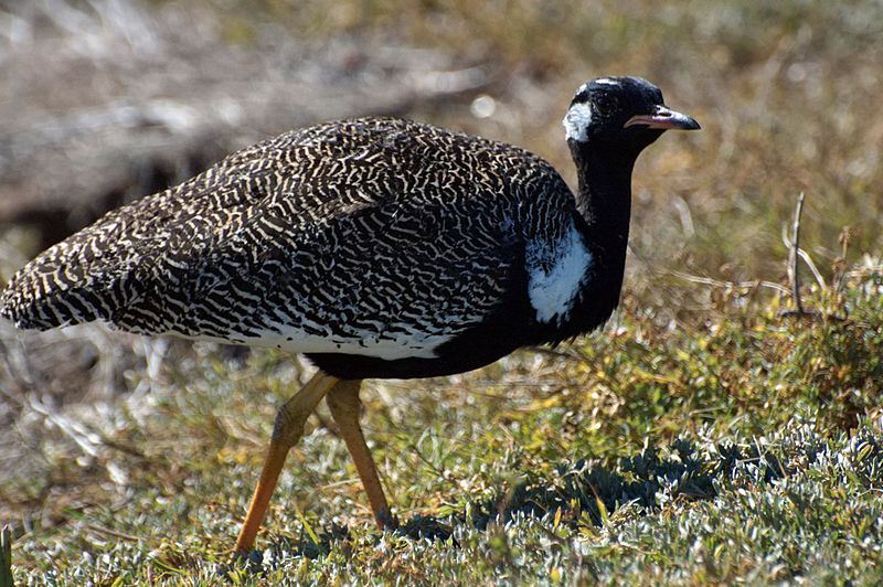 Eupodotis afra