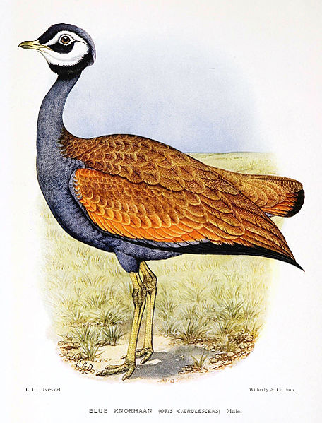 Eupodotis caerulescens