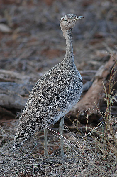 Eupodotis gindiana