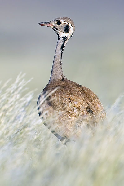 Eupodotis rueppellii