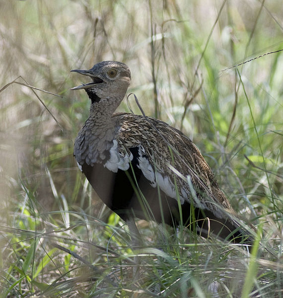 Eupodotis ruficrista