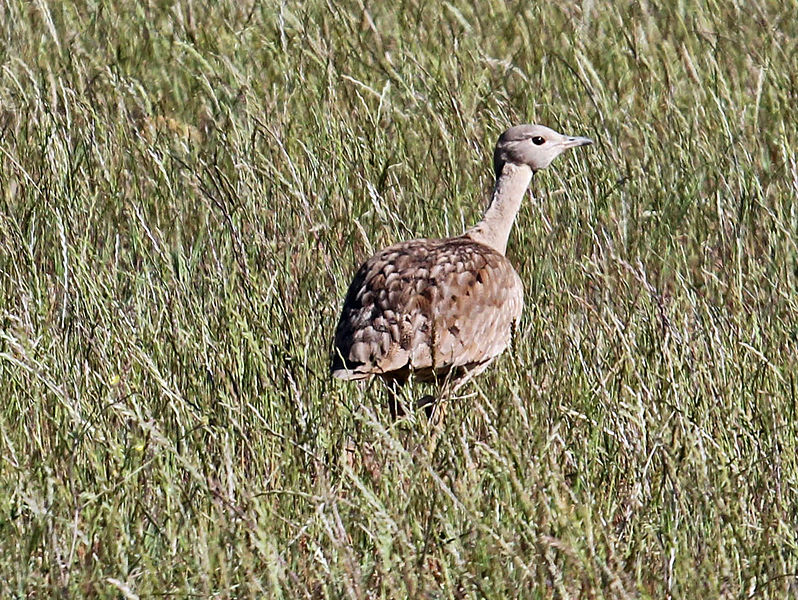 Eupodotis vigorsii