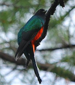 Euptilotis neoxenus