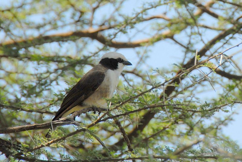 Eurocephalus anguitimens