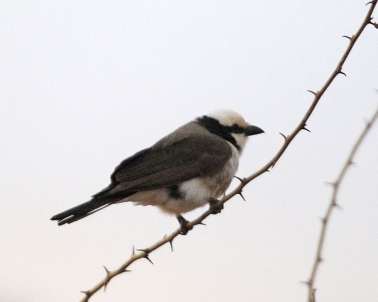 Eurocephalus rueppelli