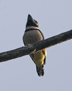 Eurylaimus ochromalus