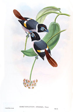 Eurylaimus steerii