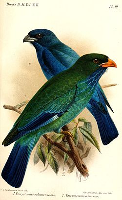 Eurystomus azureus