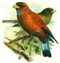 Eurystomus gularis