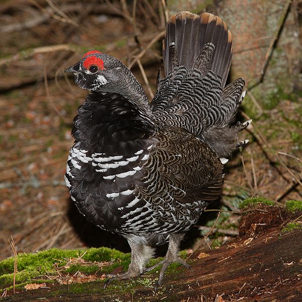 Falcipennis canadensis