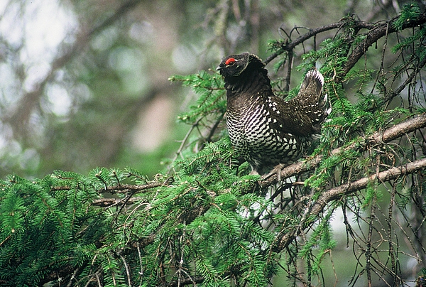 Falcipennis falcipennis