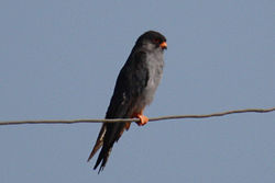 Falco amurensis