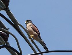 Falco araea