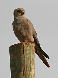 Falco ardosiaceus