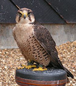 Falco biarmicus