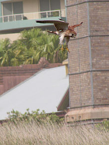 Falco cenchroides