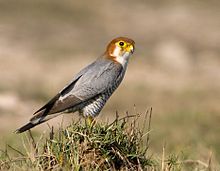 Falco chicquera