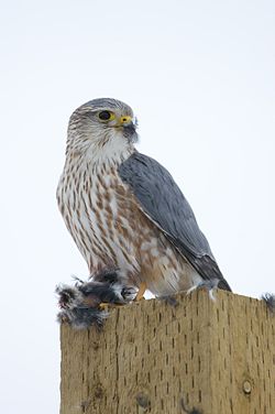Falco columbarius