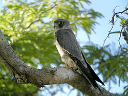 Falco concolor