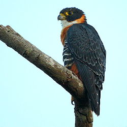 Falco deiroleucus