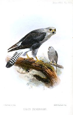 Falco dickinsoni