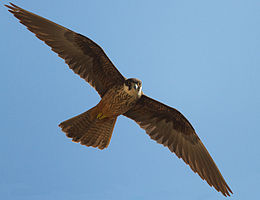 Falco eleonorae