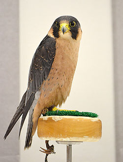 Falco fasciinucha