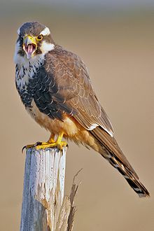 Falco femoralis