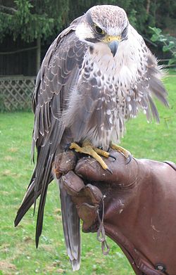 Falco jugger