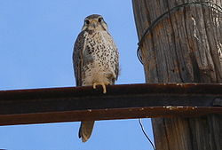 Falco mexicanus