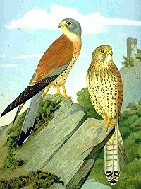 Falco naumanni