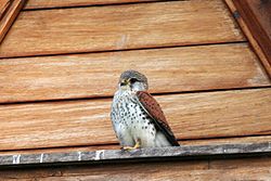 Falco newtoni