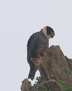 Falco rufigularis