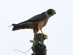Falco severus