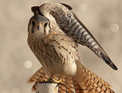 Falco sparverius