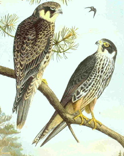 Falco subbuteo