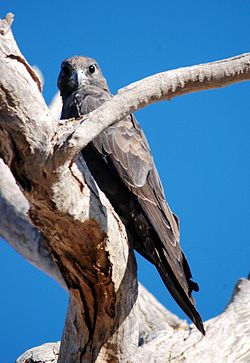 Falco subniger