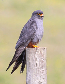 Falco vespertinus