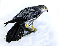 Falco zoniventris