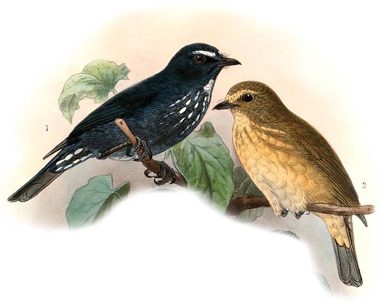 Ficedula henrici