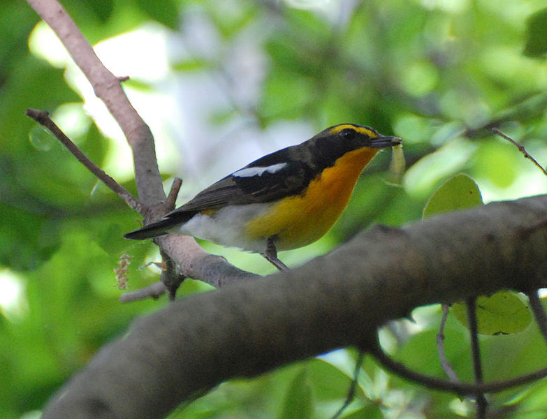Ficedula narcissina
